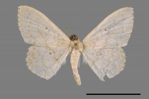 <已分類>Genus：Scopula[00039981]