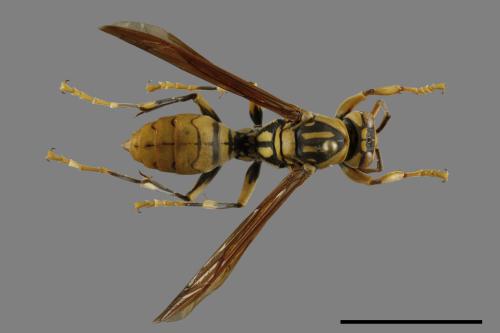 Polistes rothneyi[黃長腳蜂][00119485]