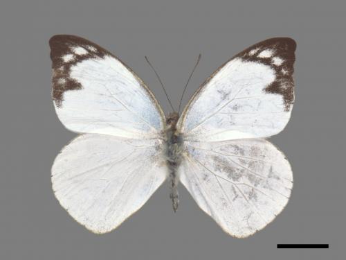 Appias indra aristoxemus[雲紋粉蝶][00027488]