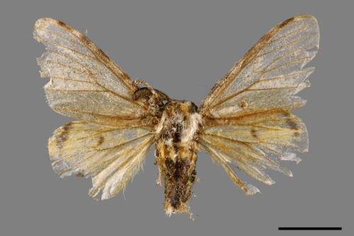 Lymantria mathura subpallida[波斑毒蛾][00051843]