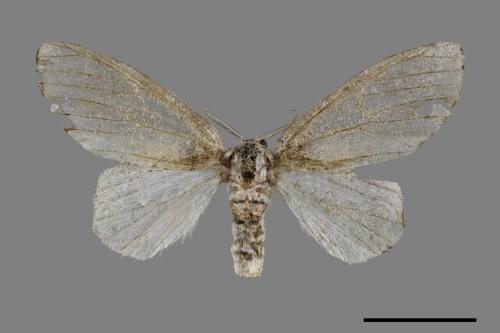 Liparopsis postalbida[中灰舟蛾][00039706]