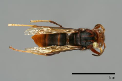 Vespa velutina[黃腳虎頭蜂][00096034]