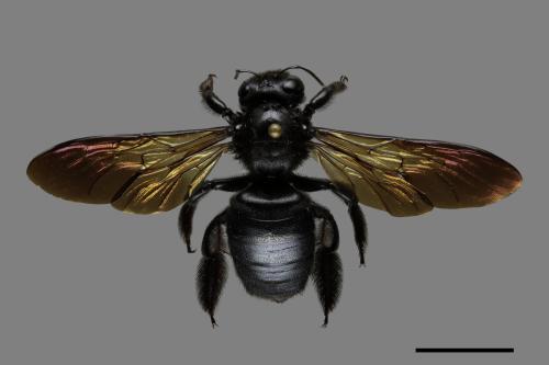 Xylocopa tranquebarorum[銅翼眥木蜂][00074784]