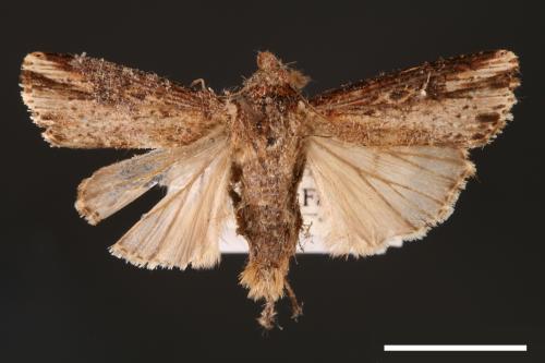 Axylia putris[朽木夜蛾][00001016]