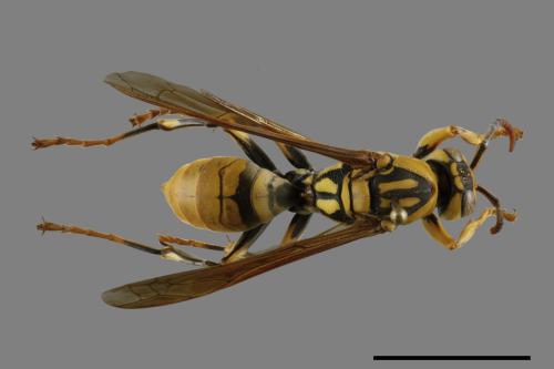 Polistes rothneyi[黃長腳蜂][00119367]