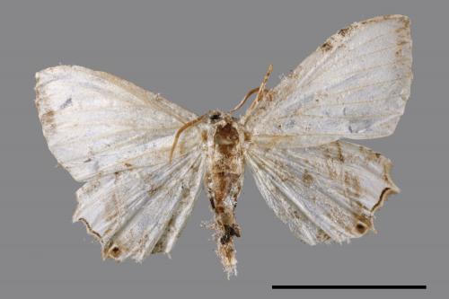 Dysaethria cretacea[粉白雙尾蛾][00052509]