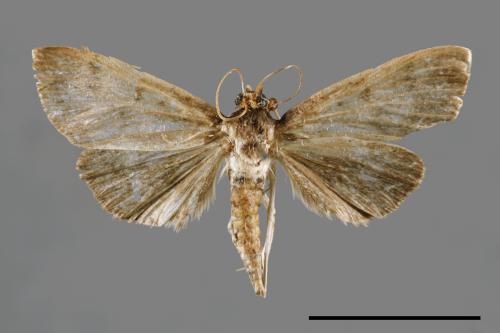 <已分類>Family：Crambidae[草螟科][00037324]