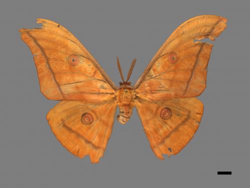 Antheraea yamamai superba[大透目天蠶蛾][00016094]