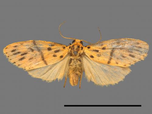 Asura acteola[台條紋豔苔蛾][00047268]