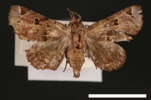 Atacira affinis[00003778]