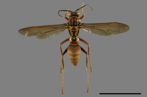 Polistes formosanus[00093490]