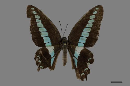 Graphium sarpedon connectens[青帶鳳蝶][00093764]