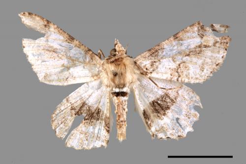 Cleora fraterna[黑腰鋸尺蛾][00044289]