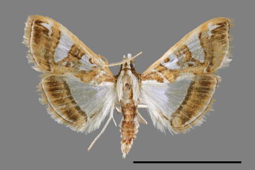 Glyphodes duplicalis[00068915]