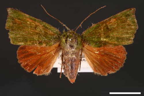 Clethrophora distincta[00004471]
