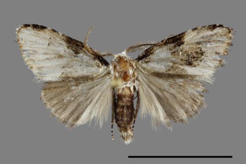 <已分類>Family：Noctuidae[夜蛾科][00091882]
