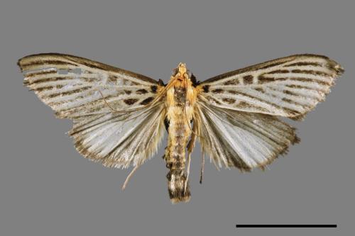 Tyspanodes hypsalis[00039327]