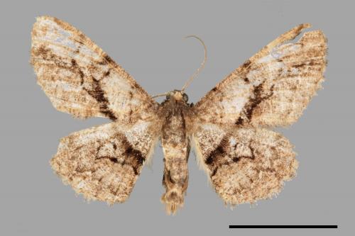 Satoblephara owadai[腹毛墨紋尺蛾][00039492]
