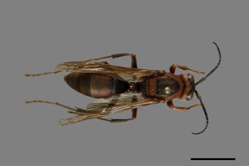 Polistes tenebricosus[赭褐長腳蜂][00074406]