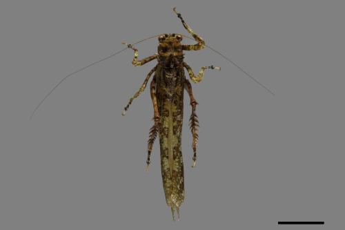 Trachyzulpha formosana[蓬萊棘螽蟴][00074999]
