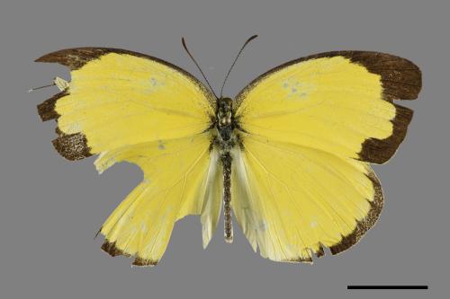 Eurema blanda arsakia[臺灣黃蝶][00101506]