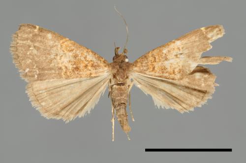 <已分類>Family：Noctuidae[夜蛾科][00011073]