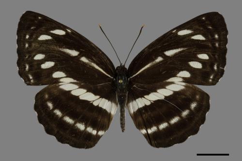 Neptis nata lutatia[臺灣三線蝶][00101151]