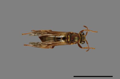 Polistes shirakii[shirakii][00072763]