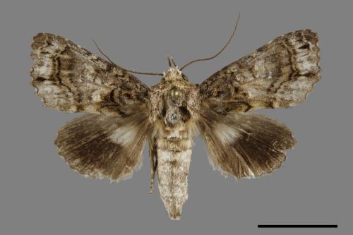 Aedia perdicipennis[00100769]