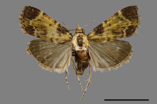 <已分類>Family：Pyralidae[螟蛾科][00063841]