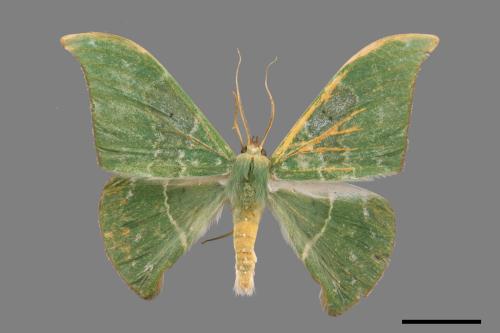 Tanaorhinus viridiluteatus[雙點鐮翅青尺蛾][00055823]