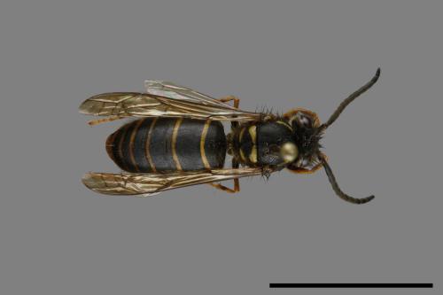 Vespula flaviceps[細黃胡蜂][00073094]