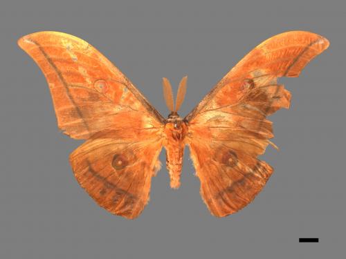 Antheraea yamamai superba[大透目天蠶蛾][00016070]