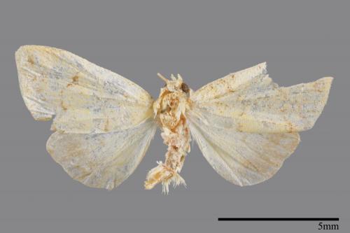 <已分類>Family：Noctuidae[夜蛾科][00008301]