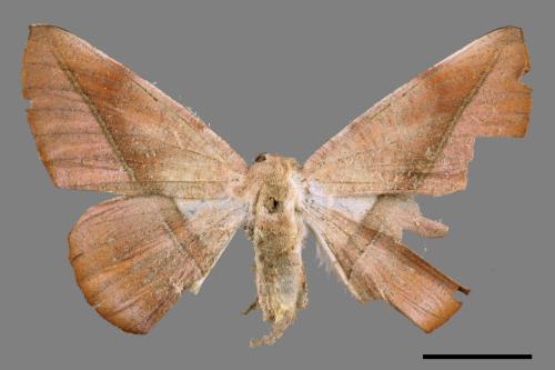 Sarcinodes yayeyamanus[一線沙尺蛾][00051458]