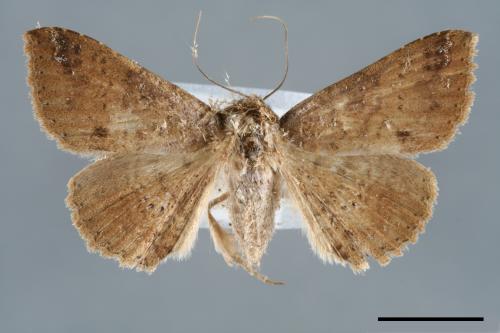 <已分類>Genus：Ericeia[00006519]