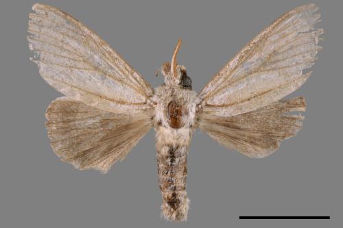 Cnethodonta grisescens baibarana[灰舟蛾][00051840]