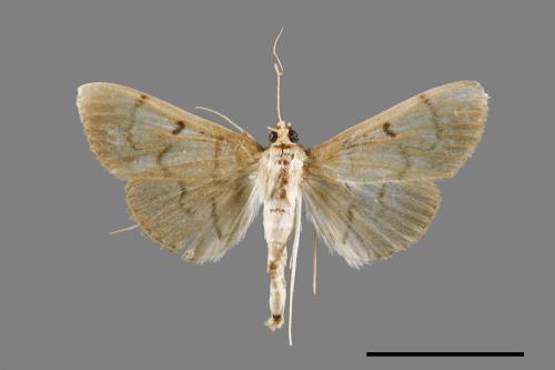 <已分類>Family：Crambidae[草螟科][00038768]