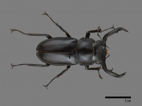 <已分類>Family：Tortricidae[捲葉蛾科][00092140]