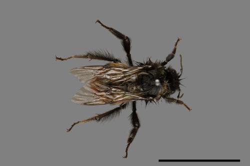 Bombus formosellus[信義熊蜂][00074729]