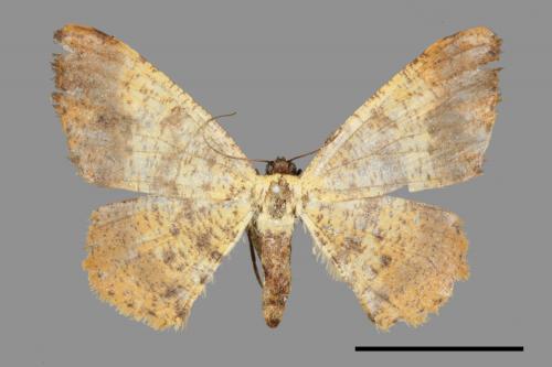 Lophobates inchoata[褐緣黃尺蛾][00045105]