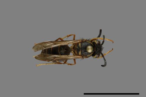 Vespula flaviceps[細黃胡蜂][00073206]