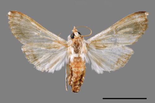 Cirrhochrista spissalis[00064923]