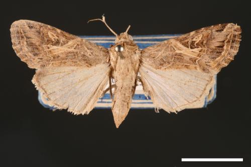 Spodoptera litura[斜紋夜蛾][00002838]