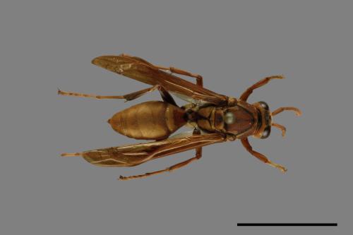 Polistes formosanus[00073587]