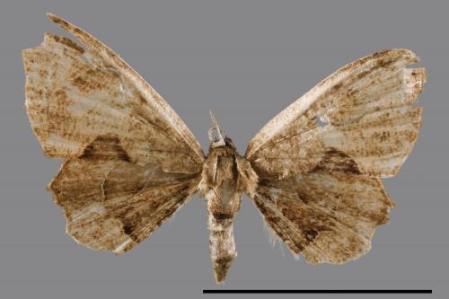 Phazaca alikangensis[里港圓翅雙尾蛾][00047854]