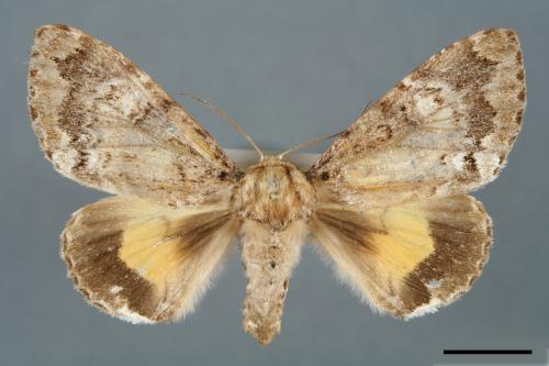 Trisuloides sericea[后夜蛾][00000048]