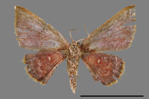 <已分類>Family：Pyralidae[螟蛾科][00064619]