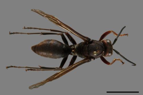 Polistes tenebricosus[赭褐長腳蜂][00116256]