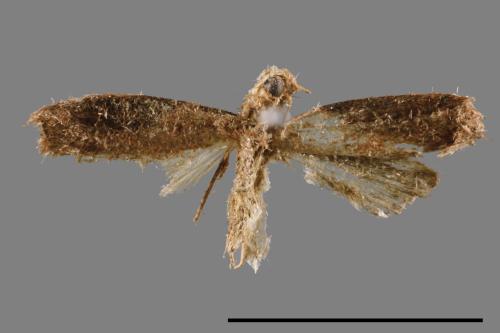 <已分類>Family：Pyralidae[螟蛾科][00014960]